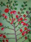 USA- Washington State- Seabeck. Rock cotoneaster plant close-up. Art Print